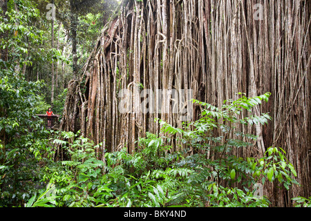 The Curtain Fig Tree, a massive Green Fig Tree (Ficus virens) in the Daintree Rain forest on the Atherton Tablelands, Queensland Stock Photo