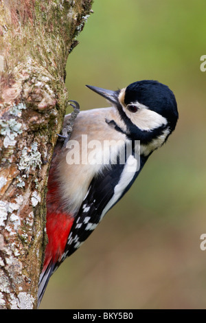 Great Spotted Woodpecker; Dendrocopos major; female Stock Photo