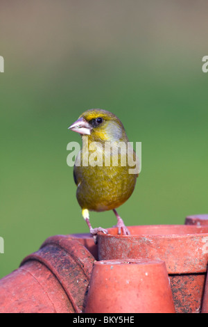 Greenfinch; Carduelis chloris; on plant pots; Stock Photo