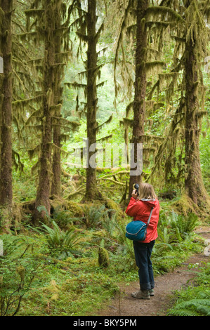 A woman photographing mossy trees along a rainforest trail, Olympic National Forest, Hoh, Washington. Stock Photo