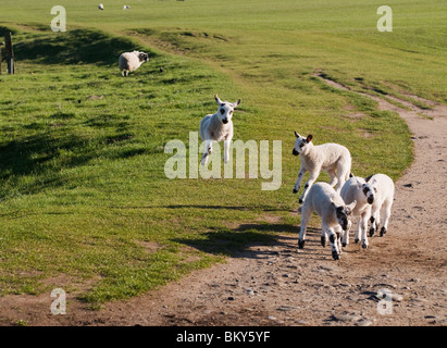 Playful Jumping Blackface Spring  Lambs Stock Photo