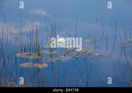 Water lilies and reeds in a marsh at St Marks National Wildlife Refuge, Florida USA Stock Photo