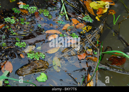 Spectacled Caiman in the swamp of Tortuguero National Park, Costa Rica, Central America Stock Photo