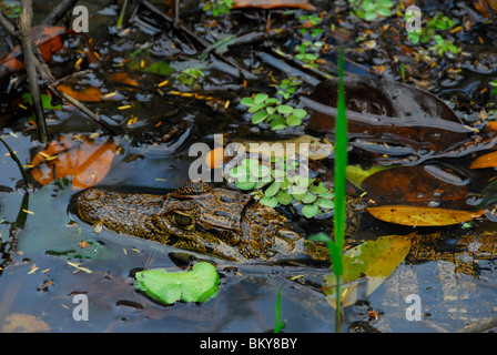 Spectacled Caiman in the swamp of Tortuguero National Park, Costa Rica, Central America Stock Photo