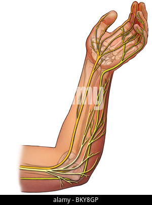 The nerves of the forearm Stock Photo - Alamy