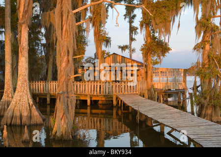 Epiphyts Stock Photo 283394881 Alamy