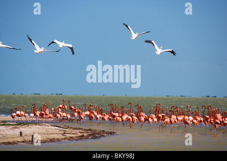 Colony of flamingos at Rio Lagartos, State of Yucatan, Peninsula Yucatan, Mexico Stock Photo