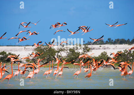 Colony of flamingos at Rio Lagartos, State of Yucatan, Peninsula Yucatan, Mexico Stock Photo