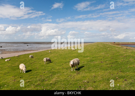 Sheep on dike, Beltringharder Koog, Luettmoorsiel, Nordstrand, Schleswig-Holstein, Germany Stock Photo