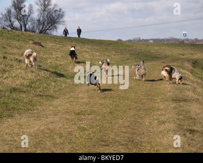 running Australian Shepherds Stock Photo