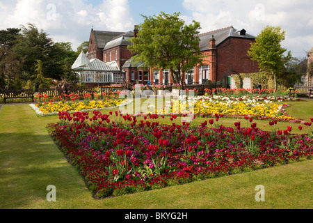 Tulips in full bloom in the botanic gardens, churchtown, southport, merseyside, UK Stock Photo