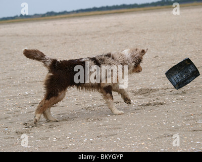 young Australian Shepherd Stock Photo