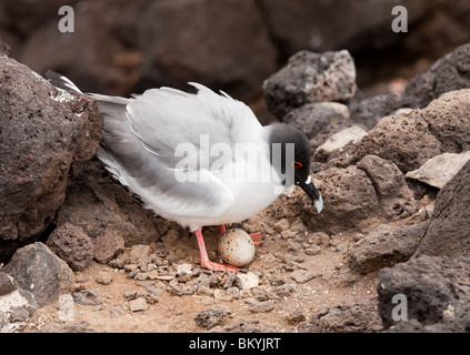 A Swallow Tailed Gull on South Plaza Island in the Galapagos Islands Stock Photo
