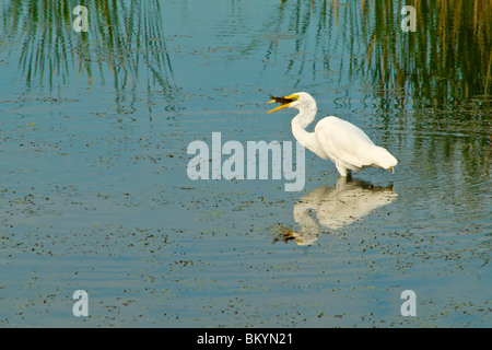 snowy egret eating a fish at Sheldon Marsh Stock Photo