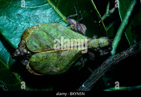 Leaf insect (Phyllium sp.) female in rainforest New Guinea Stock Photo