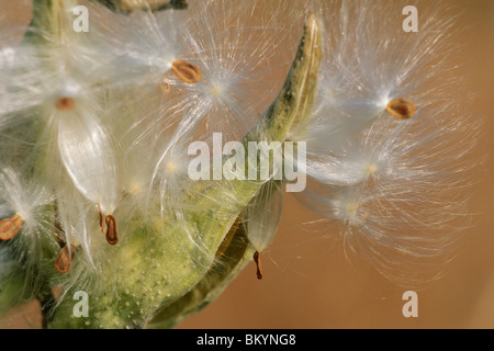 Milkweed seed pod (Asclepias) Stock Photo
