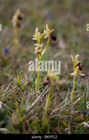 Early spider orchids (Ophrys sphegodes) growing wild. Dorset, UK. Stock Photo