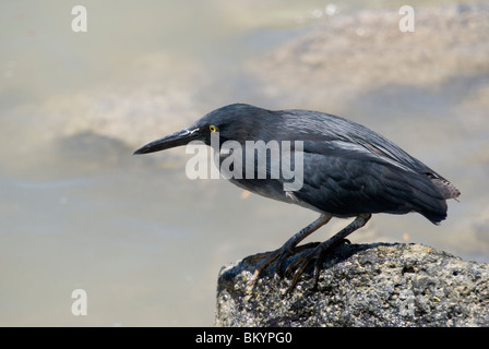 Lava Heron, Butorides sundevalli Stock Photo