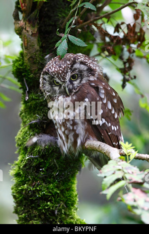 Rauhfußkauz Aegolius funereus Tengmalm's Owl Stock Photo