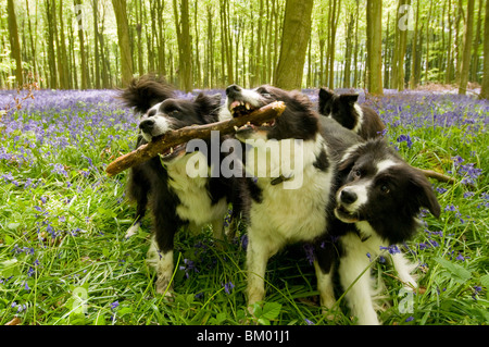 Border Collie dogs playing in bluebell wood in Sussex, England Stock Photo