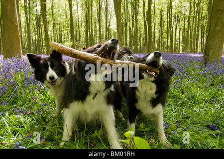 Border Collie dogs playing in bluebell wood in Sussex, England Stock Photo