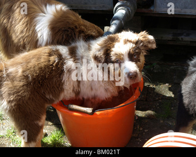 playing Australian Shepherd puppy Stock Photo