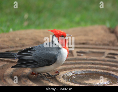 A RED CRESTED CARDINAL BIRD HORIZONTAL GRASS BACKGROUND BDA11407 Stock Photo