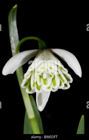 Single white flower of Galanthus Stock Photo