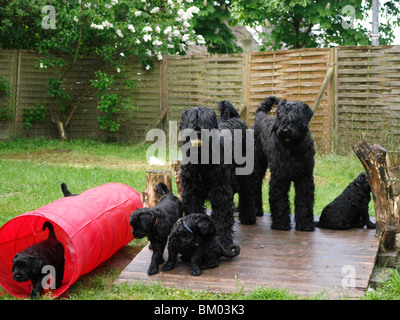 black russian terrier Stock Photo