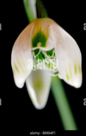 Single white flower of Galanthus Ophelia Stock Photo