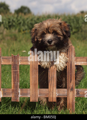 Lhasa Apso Stock Photo