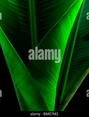 Banana Leaf. These pieces are all created in Hawaii from Hawaiian plants. Stock Photo