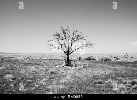 Lone tree stands stark and lonely against the arizona desert horizon landscape in two guns ghost town. Stock Photo