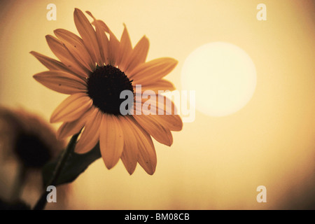 sunflower with tainted brown color and murky sun in the sky affected by the colorado wildfires near boulder Stock Photo