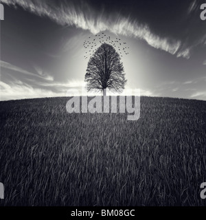 A single tree in a large field with birds flying in the sky
