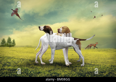 hunting dogs in country scene with pheasant Stock Photo