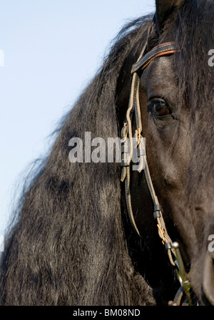 Details of Frisians Stock Photo - Alamy