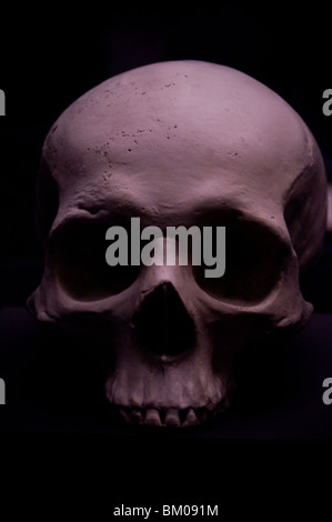 A skull dramatically lit from above Stock Photo