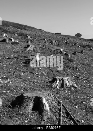 Tree stumps in an open field Stock Photo