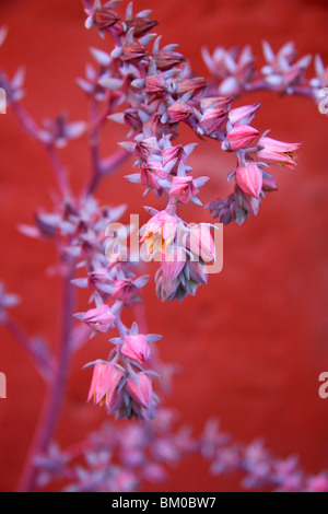 Succulent flowering against a red wall, Santa Catalina monastery, Arequipa, Peru Stock Photo