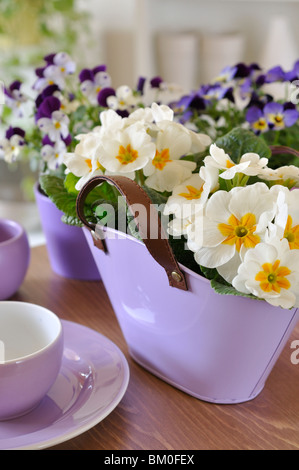 Comon primrose (Primula vulgaris syn. Primula acaulis) Stock Photo