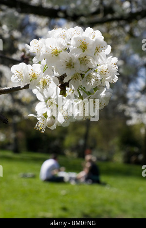 White spring blossoms on a tree in a park with two people having a picnic in the background Stock Photo