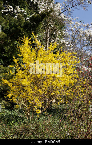 Forsythia x intermedia Stock Photo - Alamy