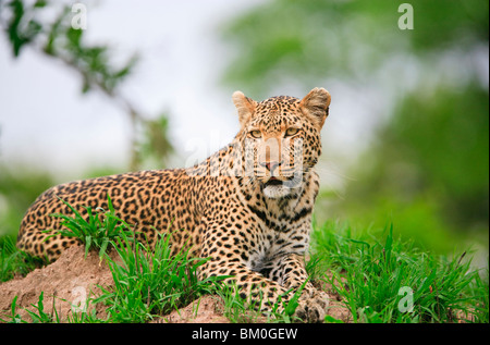 Adult male leopard (Panthera pardus), resting on a termite mound Stock Photo