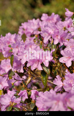 Rhododendron (Rhododendron x praecox) Stock Photo