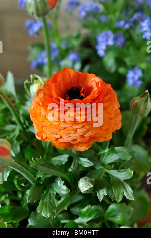 Turban buttercup (Ranunculus asiaticus 'Gambit Mix') Stock Photo