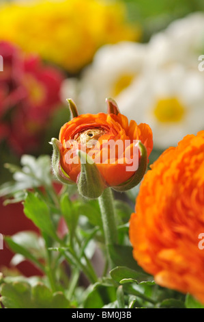 Turban buttercup (Ranunculus asiaticus 'Gambit Mix') Stock Photo