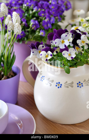 Horned pansy (Viola cornuta), Armenian grape hyacinth (Muscari armeniacum 'White Magic') and purple rock cress (Aubrieta deltoidea) Stock Photo