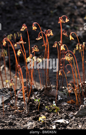 Northern maidenhair fern (Adiantum pedatum var. pedatum) Stock Photo