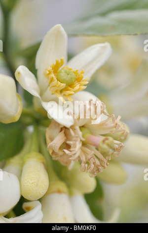 Citron (Citrus medica 'Maxima') Stock Photo